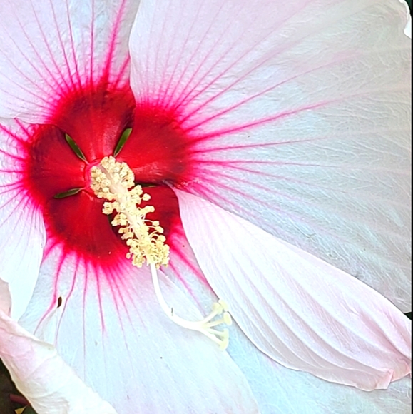 Meet your Posher, Stacey - Picture 1 of 1